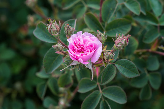 Rose Bulgaria, Rosa damascena