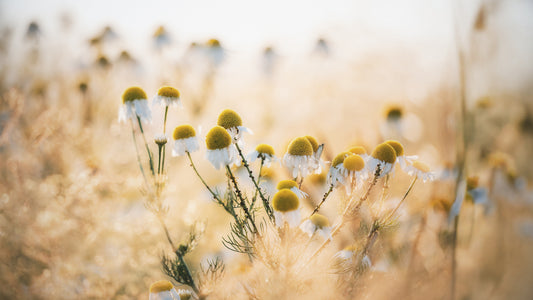 German Chamomile, Matricaria chamomilla