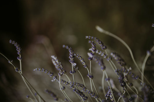 Lavender, Lavandula angustifolia