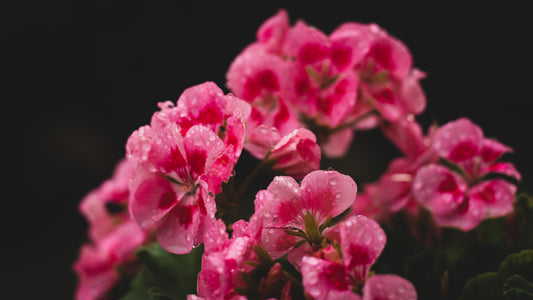 Geranium, Pelargonium graveolens
