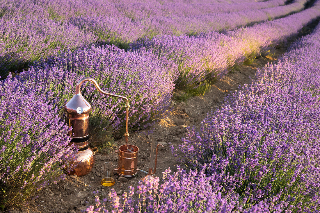 Discover Hydrolates: Nature's Botanical Elixir for Skin, Well-Being, and Daily Delight