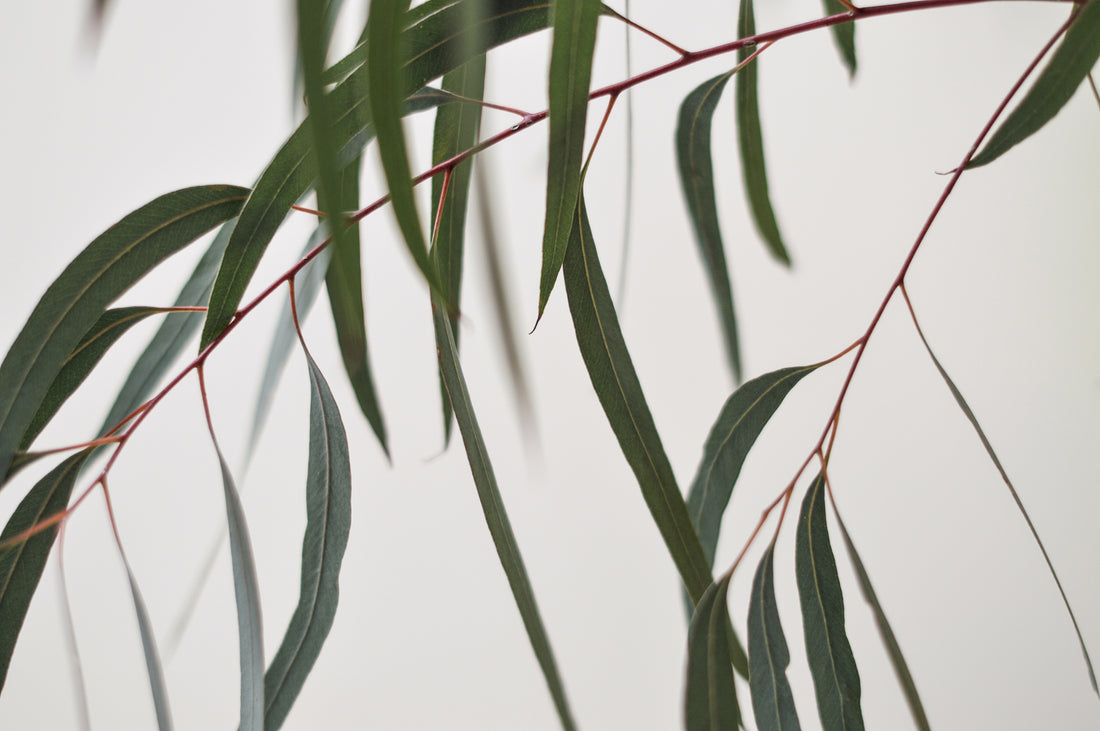 Eucalyptus, Eucalyptus globulus